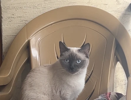 British blue point kedime eş arıyorum - 118979671
