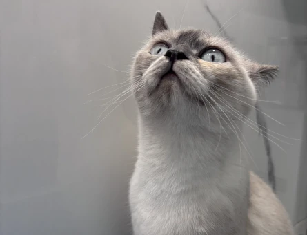 British Shorthair 1 Yaşında Eş Arıyor - 118979672
