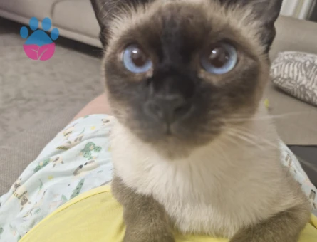 Dişi Siyam 2 Yaşında Eş Arıyor