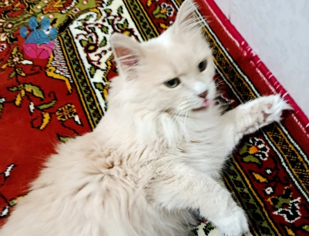 Chinchilla Mira Eş Arıyor - Görsel 2