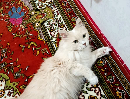 Chinchilla Mira Eş Arıyor - Görsel 3
