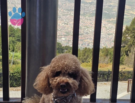Toy Poddle Dişi Köpek arıyoruz - Görsel 3