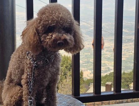 Toy Poddle Dişi Köpek arıyoruz - 118985087