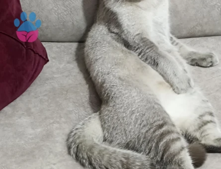 British Shorthair Lila Eş Arıyor - 118985088