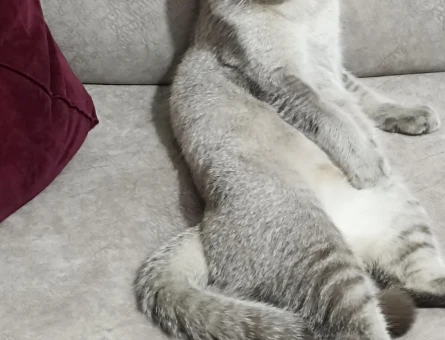 British Shorthair Lila Eş Arıyor - 118985088
