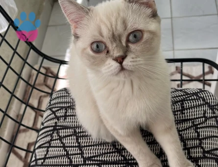British Shorthair dişi kedimize eş arıyoruz - Görsel 3