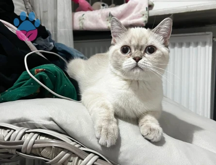 British Shorthair dişi kedimize eş arıyoruz - 118985089