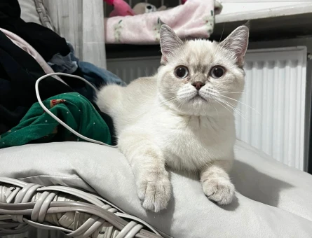 British Shorthair dişi kedimize eş arıyoruz - 118985089