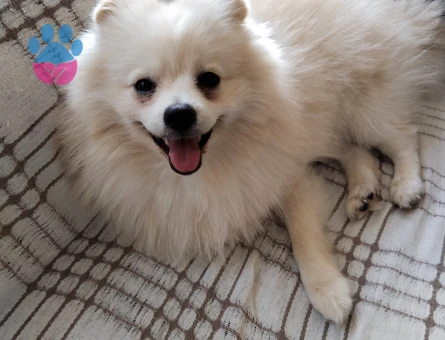 Pomeranian Boo Erkek Eş Arıyoruz - 118985090