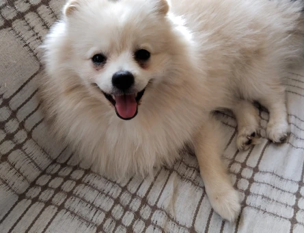 Pomeranian Boo Erkek Eş Arıyoruz - 118985090