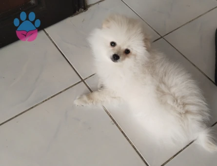 Pomeranian Boo Erkek Eş Arıyoruz - Görsel 3