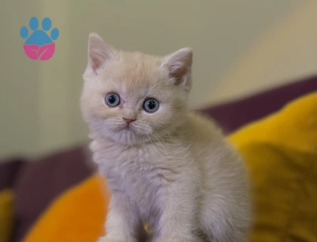 British Shorthair Kedime Eş Arıyorum - 118985091