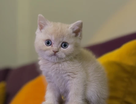British Shorthair Kedime Eş Arıyorum - 118985091