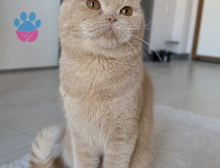 British Shorthair Kedime Eş Arıyorum - Görsel 3