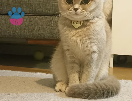 Scottish Fold Prenses Lia Eş Arıyor