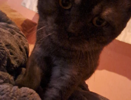 British Shorthair 1,5 Yaşında Eş Arıyor - 118972180