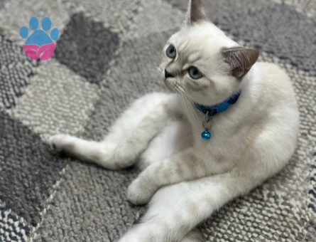 11 aylık british shorthair oğluma eş arıyorum. Küçükçekçece/Cennet