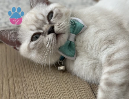 11 aylık british shorthair oğluma eş arıyorum. Küçükçekçece/Cennet