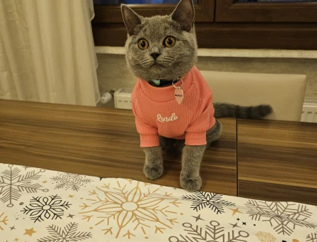 British shorthair damat araniyor - 118980120