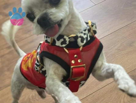 SIFIR BEDEN MALTES KOPEGIMIZE ES ARIYORUZ