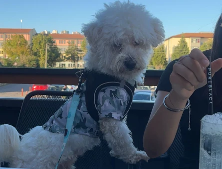 Maltipoo terrier karışımı oğluşum dişi arıyor - 118980124