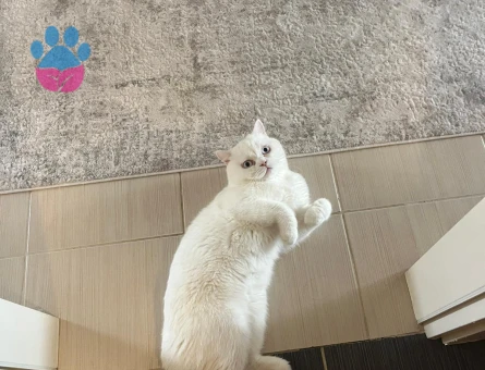 ÇAKIR'A EŞ ARANIYOR