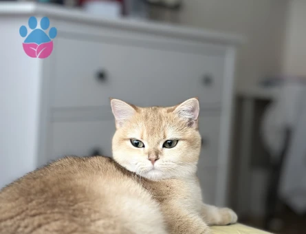 British golden short hair