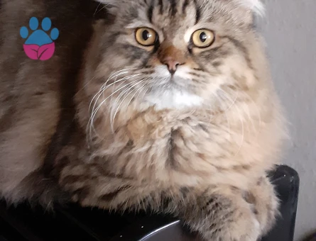 Paşama eş arıyorum