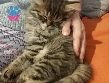 Paşama eş arıyorum