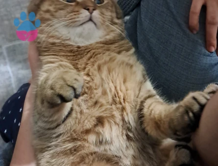 Güzel oğluma eş arıyorum