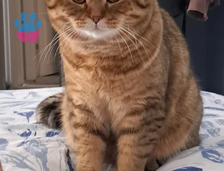 Güzel oğluma eş arıyorum