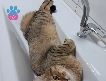 Güzel oğluma eş arıyorum