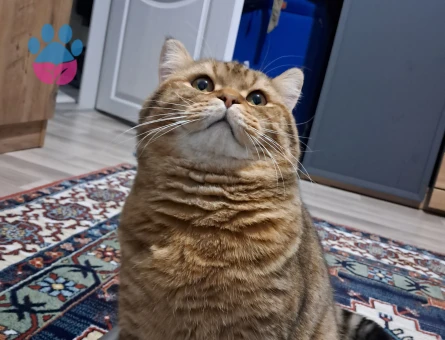 Güzel oğluma eş arıyorum