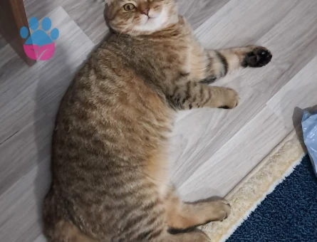 Güzel oğluma eş arıyorum