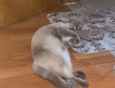 Miya Kızımıza erkek kedi arıyoruz aşılarımız tam - 118972560