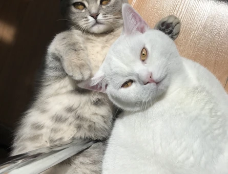 British Shorthair 1,5 Yaşında Eş Arıyor Kızgınlıkta - 118972563