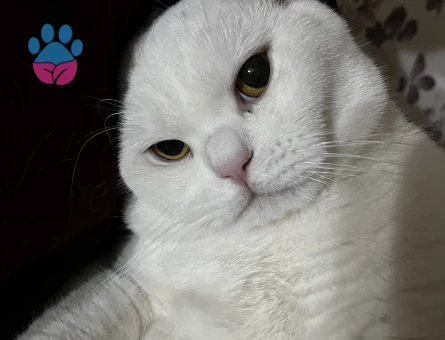 British Shorthair 1,5 Yaşında Eş Arıyor Kızgınlıkta