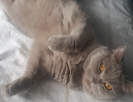 2,5 yaşında dişi british shorthair - 118972564