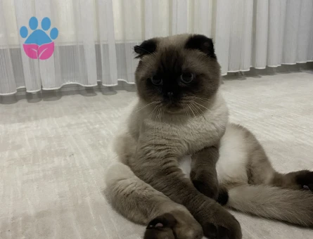 Scottish Fold Leo Acil Eş Arıyor