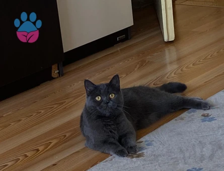 Dünyalar güzeli kızıma uygun eş arıyorum