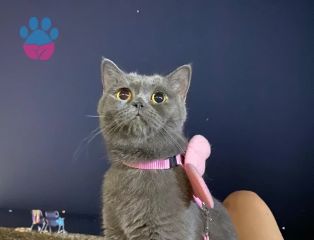 Dünyalar güzeli kızıma uygun eş arıyorum