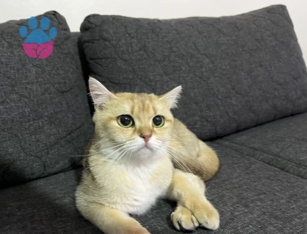 Çiftleştirme dişi british shorthair gold