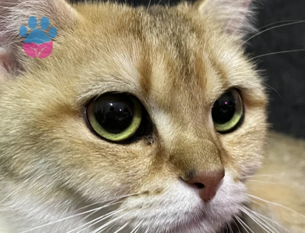 Çiftleştirme dişi british shorthair gold