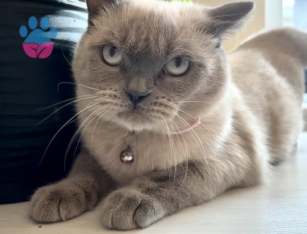 british blue point kedime eş arıyorum