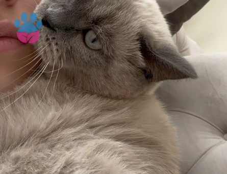 british blue point kedime eş arıyorum