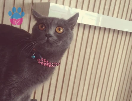 British Shorthair Kızıma Eş Arıyorum