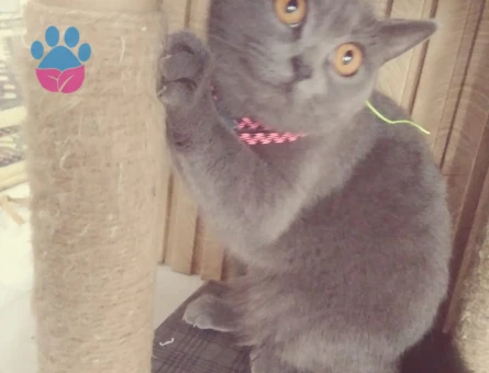 British Shorthair Kızıma Eş Arıyorum
