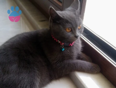 British Shorthair Kızıma Eş Arıyorum