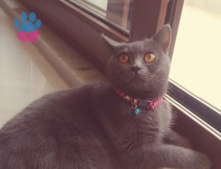 British Shorthair Kızıma Eş Arıyorum