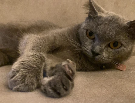 Gri British Shorthair Prensesimize Eş Arıyoruz - 118980587